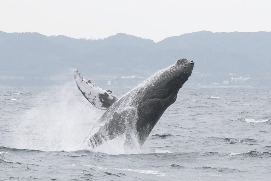 遭遇率95％以上！ザトウクジラに会いに行こう！【期間限定】ホエールウォッチング半日ツアー