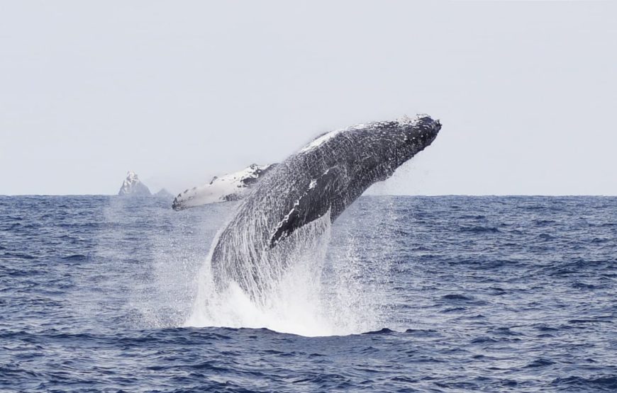 遭遇率95％以上！ザトウクジラに会いに行こう！【期間限定】ホエールウォッチング半日ツアー