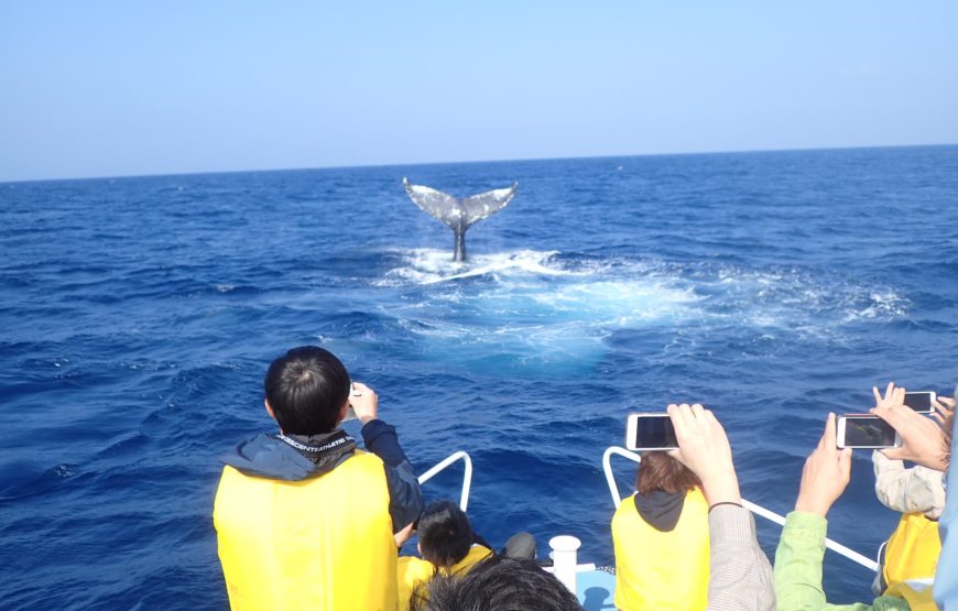 遭遇率95％以上！ザトウクジラに会いに行こう！【期間限定】ホエールウォッチング半日ツアー