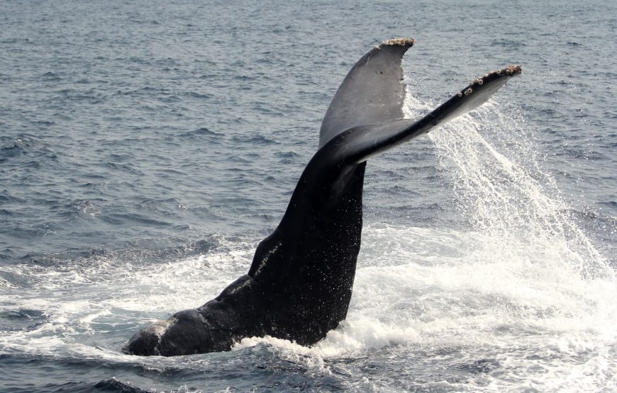 遭遇率95％以上！ザトウクジラに会いに行こう！【期間限定】ホエールウォッチング半日ツアー