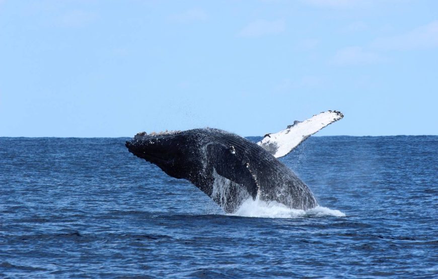 豪華クルーザーで行く、オンショアだけの特別なホエールウオッチング！