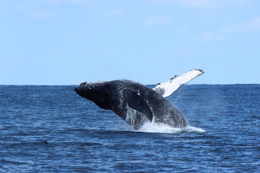 豪華クルーザーで行く、オンショアだけの特別なホエールウオッチング！