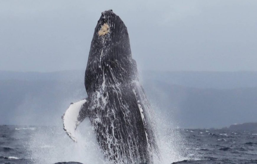 豪華クルーザーで行く、オンショアだけの特別なホエールウオッチング！