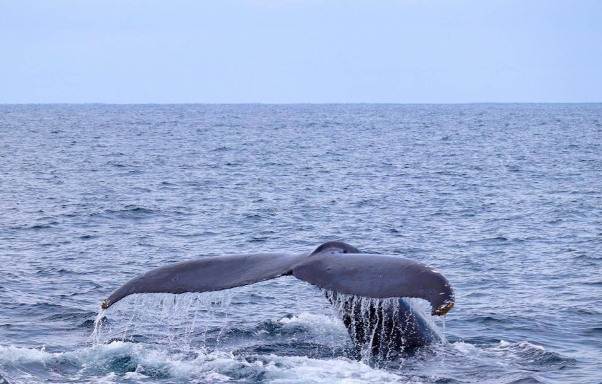 豪華クルーザーで行く、オンショアだけの特別なホエールウオッチング！