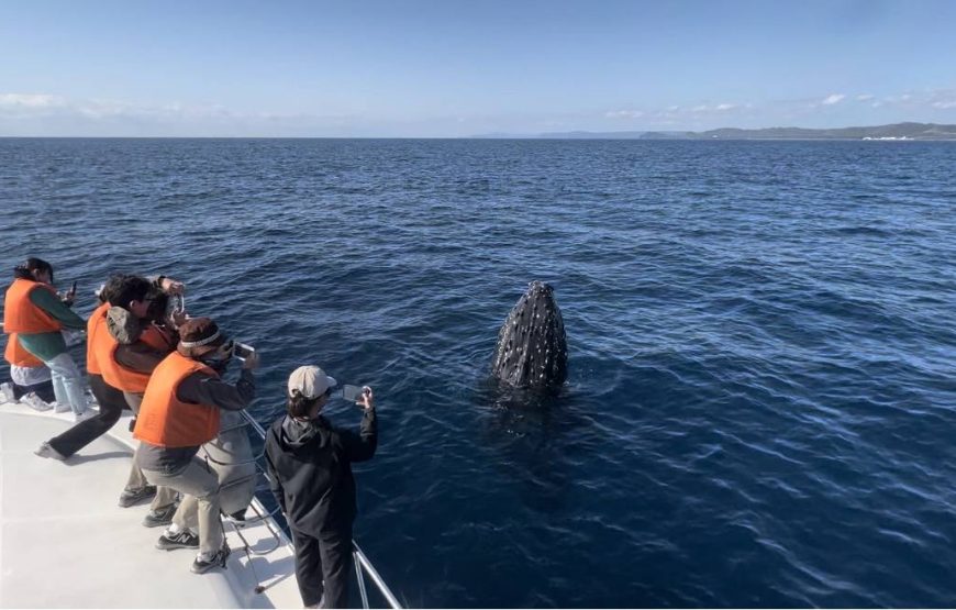 豪華クルーザーで行く、オンショアだけの特別なホエールウオッチング！
