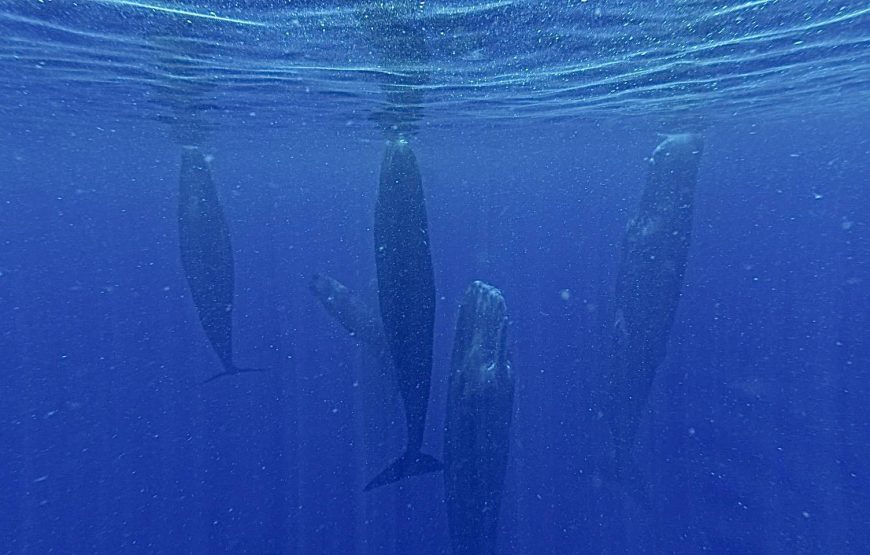 保護中: マッコウクジラスイム