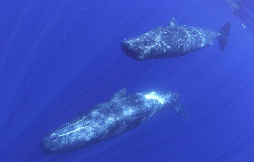 保護中: マッコウクジラスイム