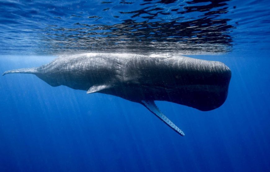 保護中: マッコウクジラスイム
