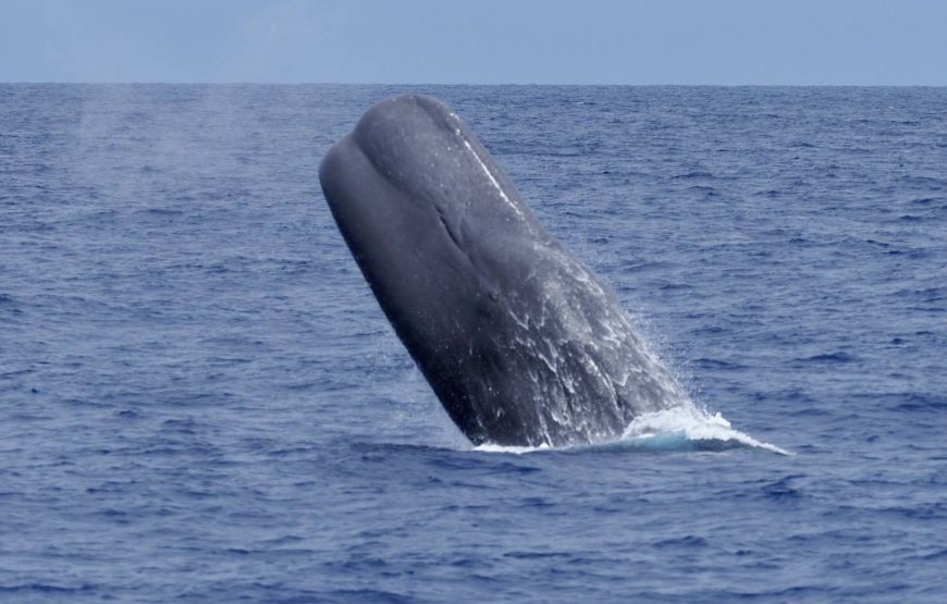 保護中: マッコウクジラスイム