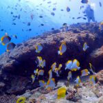 fun-diving03