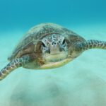neverland-umigame-snorkeling03