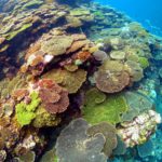 neverland-umigame-snorkeling04