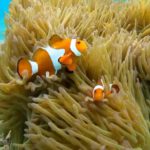 snorkeling-onshore03