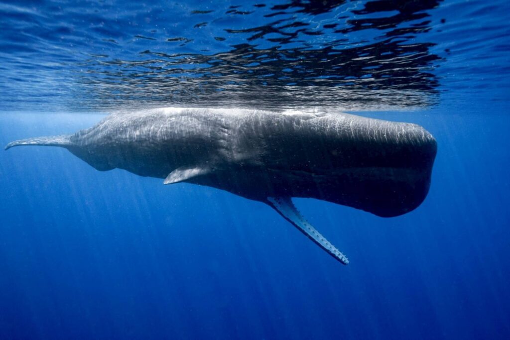 whale-swim03