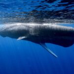 whale-swim03