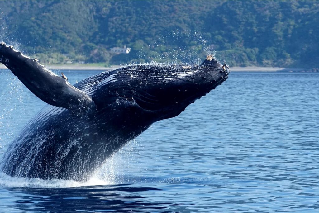 whale-watching-marinesportsamami01