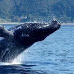 whale-watching-marinesportsamami01