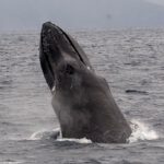 whale-watching-marinesportsamami02