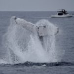 whale-watching-marinesportsamami03