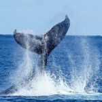 whale-watching-marinesportsamami04