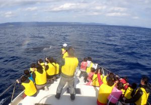 whale-watching-marinesportsamami05