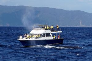 whale-watching-marinesportsamami06