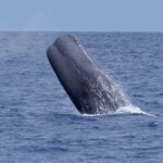 whale-swim01