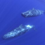 whale-swim05