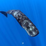 whale-swim06