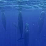 whale-swim07